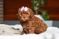 Willow, a female Cockapoo for sale in Millersburg, OH – Photo 7 of 10