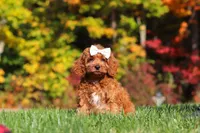 Magnolia, a female Cockapoo for sale in Millersburg, OH – 2 of 6