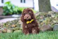 Atlas, a male Cockapoo for sale in Millersburg, OH – 5 of 6