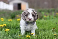 Lane, a male Cockapoo for sale in Millersburg, OH – Photo 4 of 7
