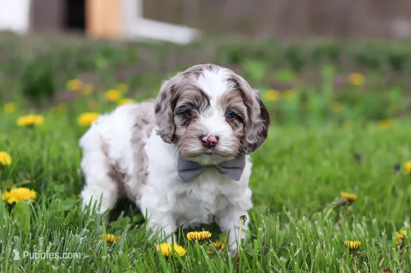 Lane – Cockapoo puppy for sale in Millersburg, OH
