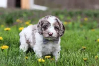 Lane, a male Cockapoo for sale in Millersburg, OH – Photo 1 of 7