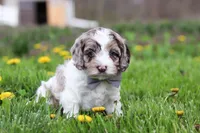 Lane, a male Cockapoo for sale in Millersburg, OH – Photo 5 of 7