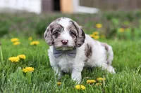 Lane, a male Cockapoo for sale in Millersburg, OH – Photo 2 of 7