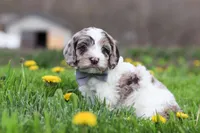 Lane, a male Cockapoo for sale in Millersburg, OH – Photo 6 of 7