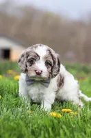 Lane, a male Cockapoo for sale in Millersburg, OH – Photo 3 of 7