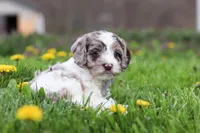 Lane, a male Cockapoo for sale in Millersburg, OH – Photo 7 of 7