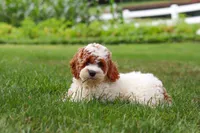 Baxter, a male Cockapoo for sale in Millersburg, OH – 4 of 6