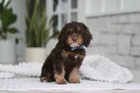 Theodore, a male Cockapoo for sale in Millersburg, OH – 7 of 8