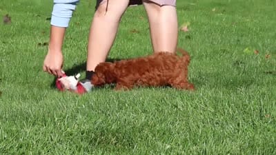Sienna, a female Cockapoo for sale in Millersburg, OH – 8 of 8