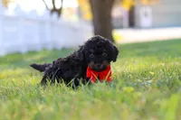 Paxton, a male Cavapoo for sale in Millersburg, OH – 3 of 7