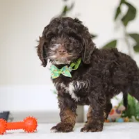 Theo, a male Cockapoo for sale in Millersburg, OH – Photo 4 of 5