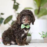 Theo, a male Cockapoo for sale in Millersburg, OH – Photo 5 of 5