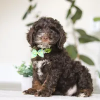 Theo, a male Cockapoo for sale in Millersburg, OH – Photo 1 of 5