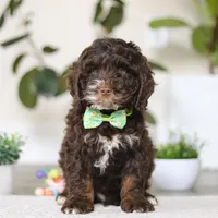 Theo, a male Cockapoo for sale in Millersburg, OH – Photo 2 of 5