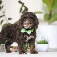 Theo, a male Cockapoo for sale in Millersburg, OH – Photo 3 of 5