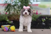Nicole, a female Cockapoo for sale in Millersburg, OH – 5 of 6