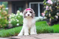 Nicole, a female Cockapoo for sale in Millersburg, OH – 2 of 8