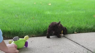 Teddy, a male Cockapoo for sale in Millersburg, OH – 6 of 6