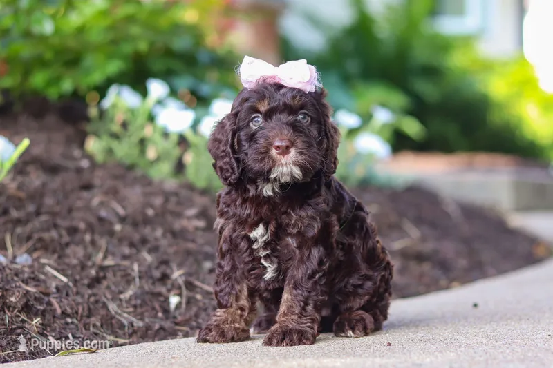 Faye – Cockapoo puppy for sale in Millersburg, OH