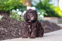 Faye, a female Cockapoo for sale in Millersburg, OH – 1 of 8