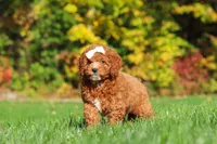 Sage, a female Cockapoo for sale in Millersburg, OH – 3 of 8