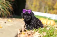 Aurora, a female Cavapoo for sale in Millersburg, OH – 3 of 6