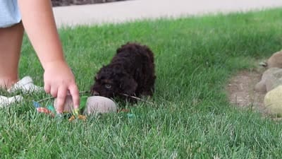 Sophie, a female Cockapoo for sale in Millersburg, OH – 10 of 10