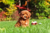 Willow, a female Cockapoo for sale in Millersburg, OH – 5 of 10