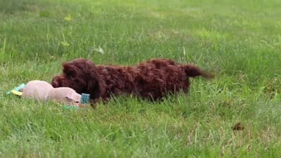 Teddy, a male Cockapoo for sale in Millersburg, OH – 5 of 5
