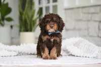 Theodore, a male Cockapoo for sale in Millersburg, OH – 5 of 8