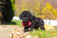 Quinn, a male Cavapoo for sale in Millersburg, OH – 3 of 6