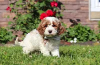 Baxter, a male Cockapoo for sale in Millersburg, OH – 4 of 6