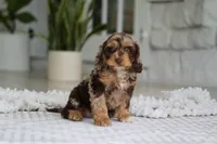 Maverick, a male Cockapoo for sale in Millersburg, OH – 6 of 7