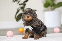 Kai, a male Cockapoo for sale in Millersburg, OH – Photo 5 of 6