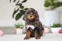 Kai, a male Cockapoo for sale in Millersburg, OH – Photo 4 of 6