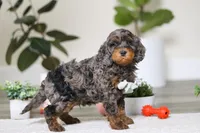 Kai, a male Cockapoo for sale in Millersburg, OH – Photo 2 of 6