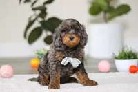 Kai, a male Cockapoo for sale in Millersburg, OH – Photo 3 of 6