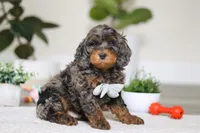 Kai, a male Cockapoo for sale in Millersburg, OH – Photo 1 of 6