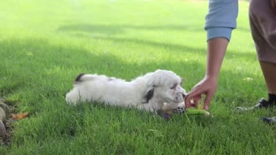 Natalie, a female Cockapoo for sale in Millersburg, OH – 6 of 6