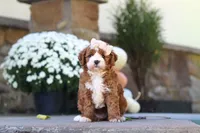 Autumn, a female Cavapoo for sale in Millersburg, OH – 7 of 10