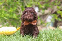 Sammie, a male Cockapoo for sale in Millersburg, OH – 2 of 5
