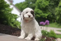 Natalie, a female Cockapoo for sale in Millersburg, OH – 4 of 6