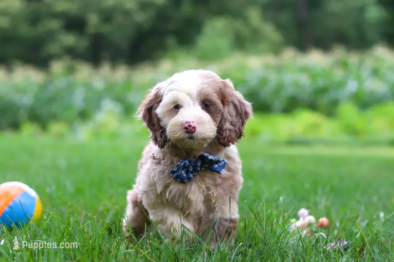 Oakley – Cockapoo puppy for sale in Millersburg, OH