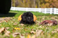 Vince, a male Cavapoo for sale in Millersburg, OH – 5 of 10