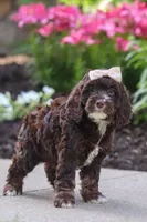 Sylvia, a female Cockapoo for sale in Millersburg, OH – 7 of 8