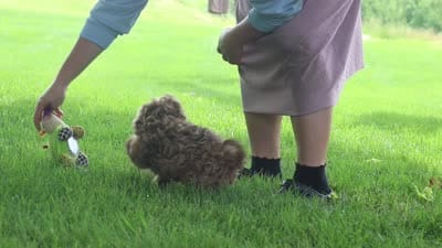 Zoey, a female Cockapoo for sale in Millersburg, OH – 6 of 6