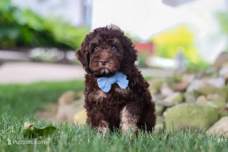 Trevor – Cockapoo puppy for sale in Millersburg, OH