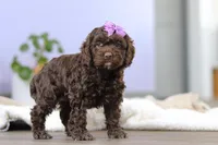 Josie, a female Cockapoo for sale in Millersburg, OH – Photo 2 of 7