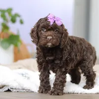 Josie, a female Cockapoo for sale in Millersburg, OH – Photo 1 of 7